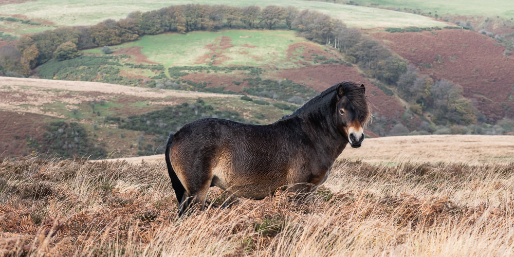 Exmoor pony stallion on Exmoor. Photo by Tricia Gibson