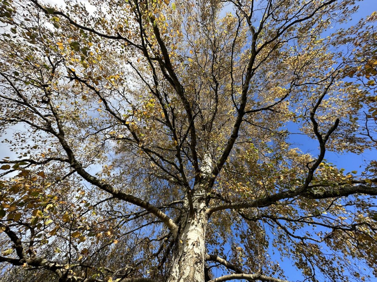 Birch tree in sun